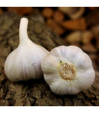 Bjetin ültetőhagyma – Allium sativum – őszi keményfajta – hagymagumók – 1 csomag