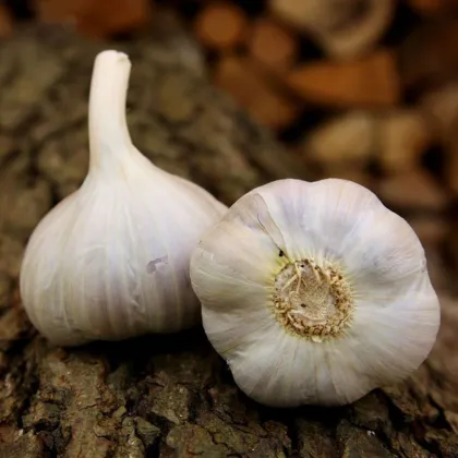 Bjetin ültetőhagyma – Allium sativum – őszi keményfajta – hagymagumók – 1 csomag