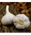 Bjetin ültetőhagyma – Allium sativum – őszi keményfajta – hagymagumók – 1 csomag