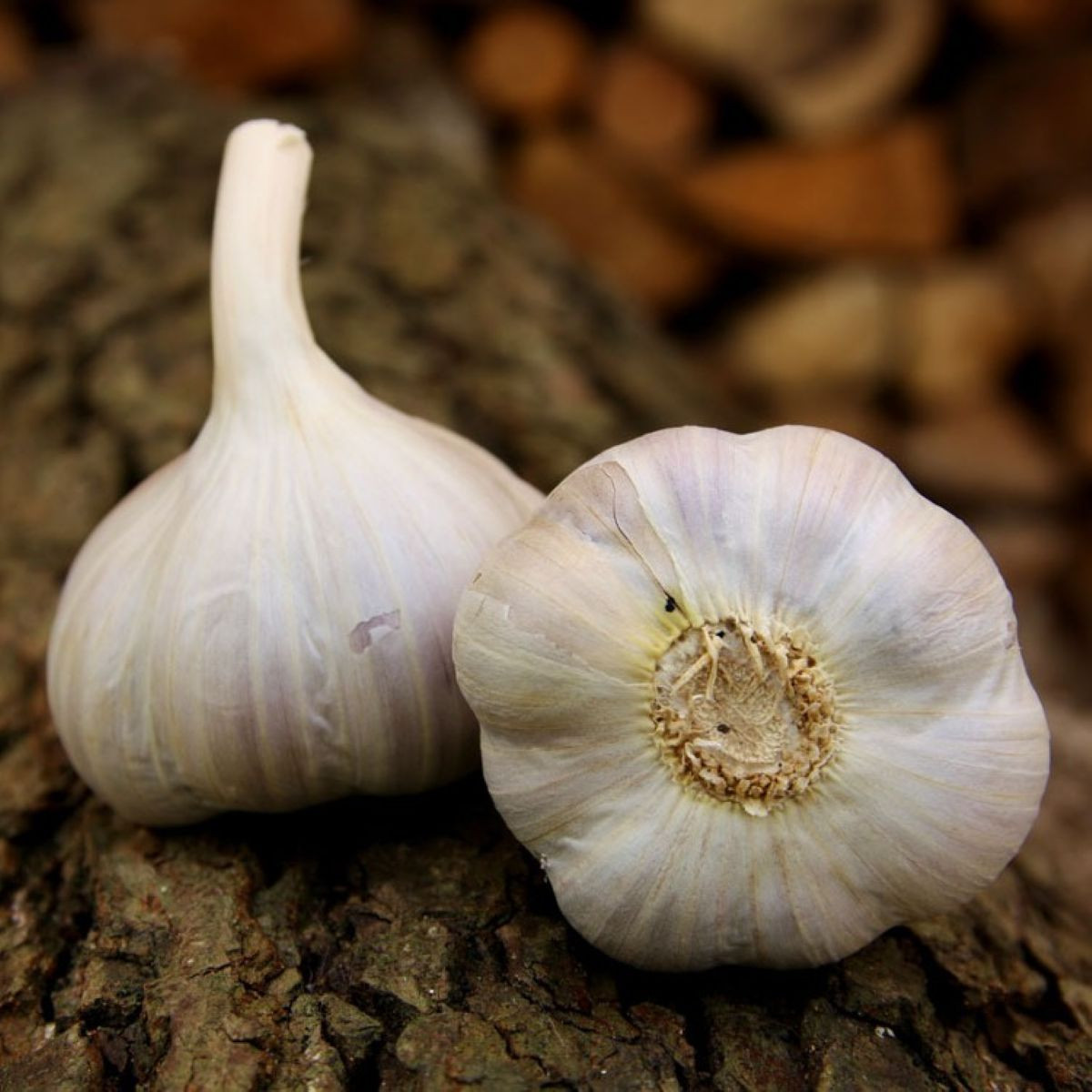 Bjetin ültetőhagyma – Allium sativum – őszi keményfajta – hagymagumók – 1 csomag