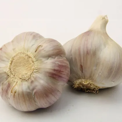 Bjetin ültetőhagyma – Allium sativum – őszi keményfajta – hagymagumók – 1 csomag