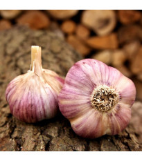 Havran ültetőhagyma – Allium sativum – őszi keményhagyma – 1 csomag
