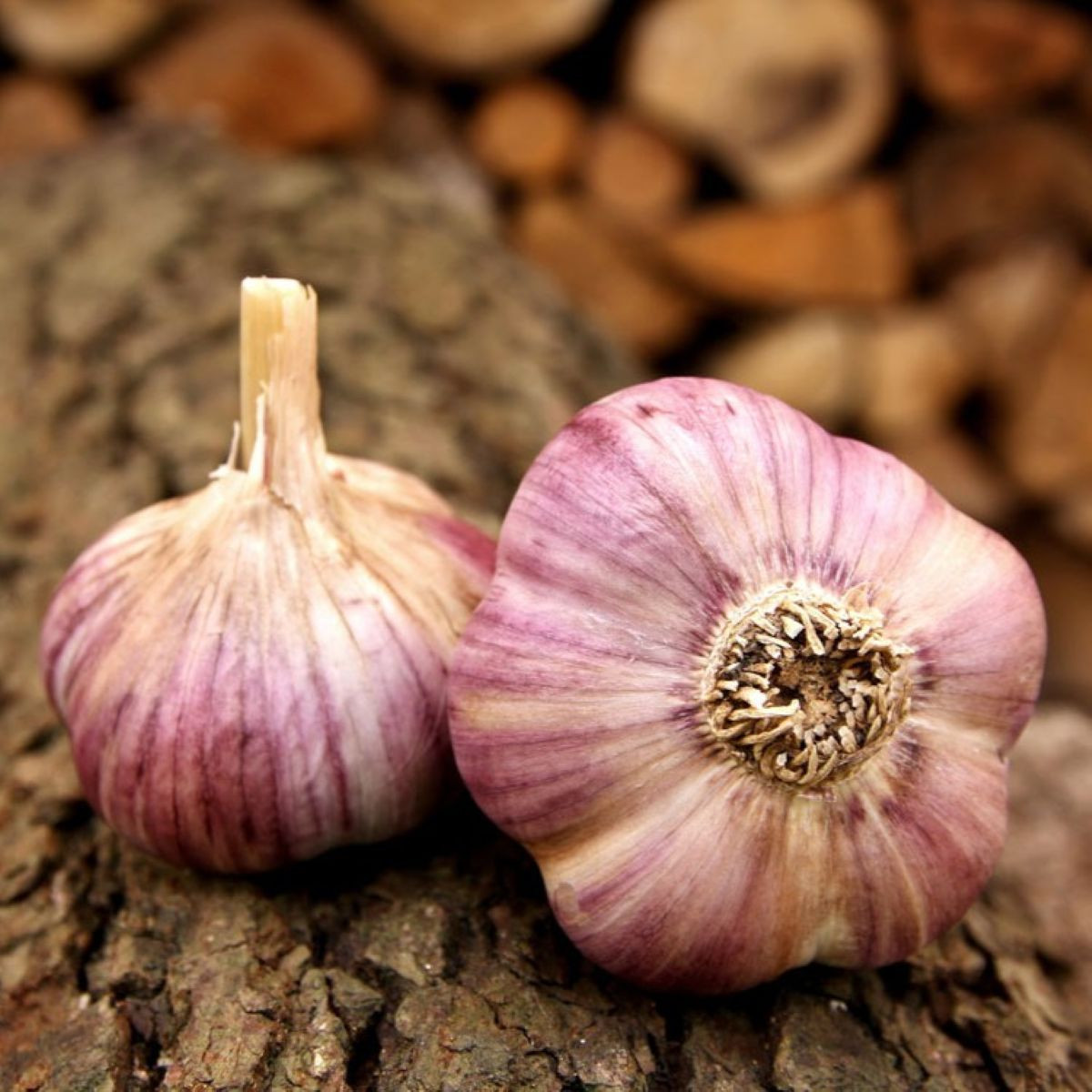 Havran ültetőhagyma – Allium sativum – őszi keményhagyma – 1 csomag