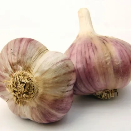 Havran ültetőhagyma – Allium sativum – őszi keményhagyma – 1 csomag