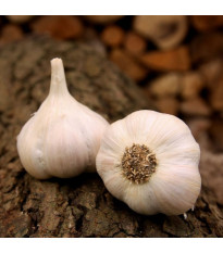 Lukan ültetőhagyma – Allium sativum – nem virágzó fajta – hagymagumók – 1 csomag