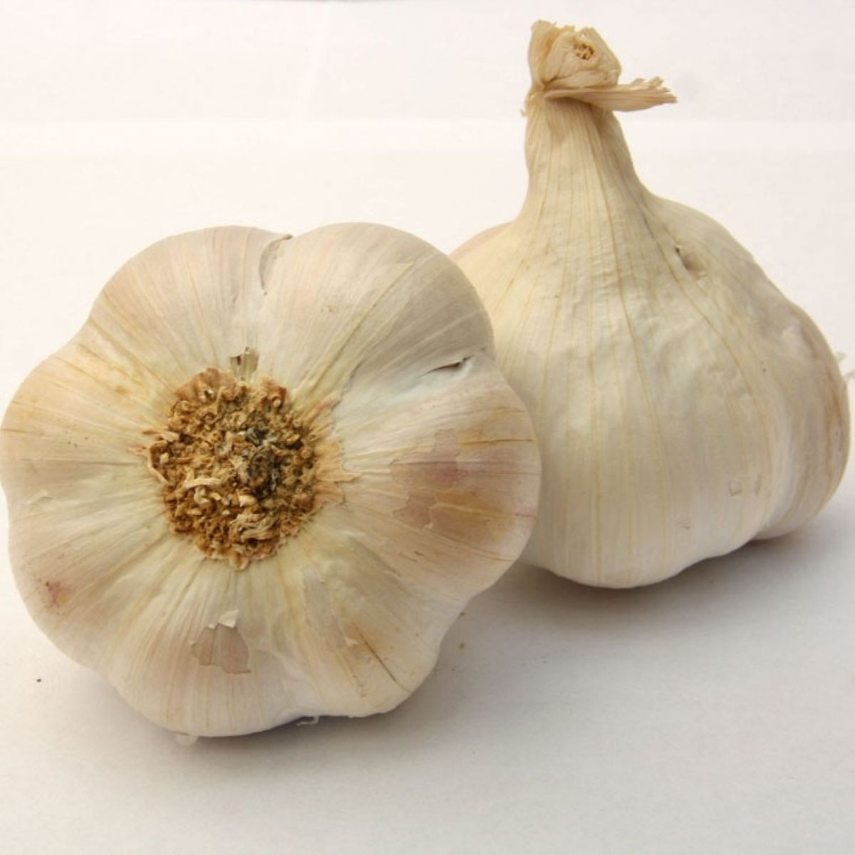 Lukan ültetőhagyma – Allium sativum – nem virágzó fajta – hagymagumók – 1 csomag