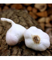 Japo II ültetési fokhagyma – Allium sativum – nem virágzó fajta – fokhagyma hagymák – 1 csomag