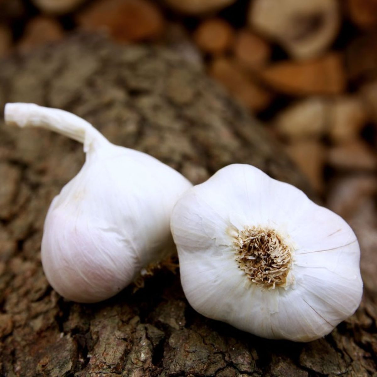 Japo II ültetési fokhagyma – Allium sativum – nem virágzó fajta – fokhagyma hagymák – 1 csomag