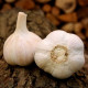 Havel ültetőhagyma – Allium sativum – keményfokhagyma – 1 csomag