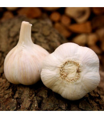 Havel ültetőhagyma – Allium sativum – keményfokhagyma – 1 csomag