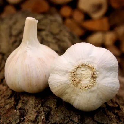 Havel ültetőhagyma – Allium sativum – keményfokhagyma – 1 csomag