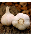 Havel ültetőhagyma – Allium sativum – keményfokhagyma – 1 csomag