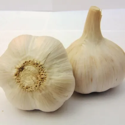 Havel ültetőhagyma – Allium sativum – keményfokhagyma – 1 csomag