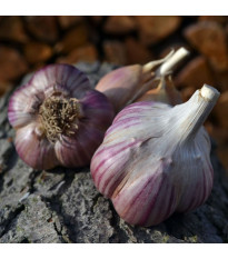 Janko ültetőhagyma – Allium sativum – keményfajta – 1 csomag