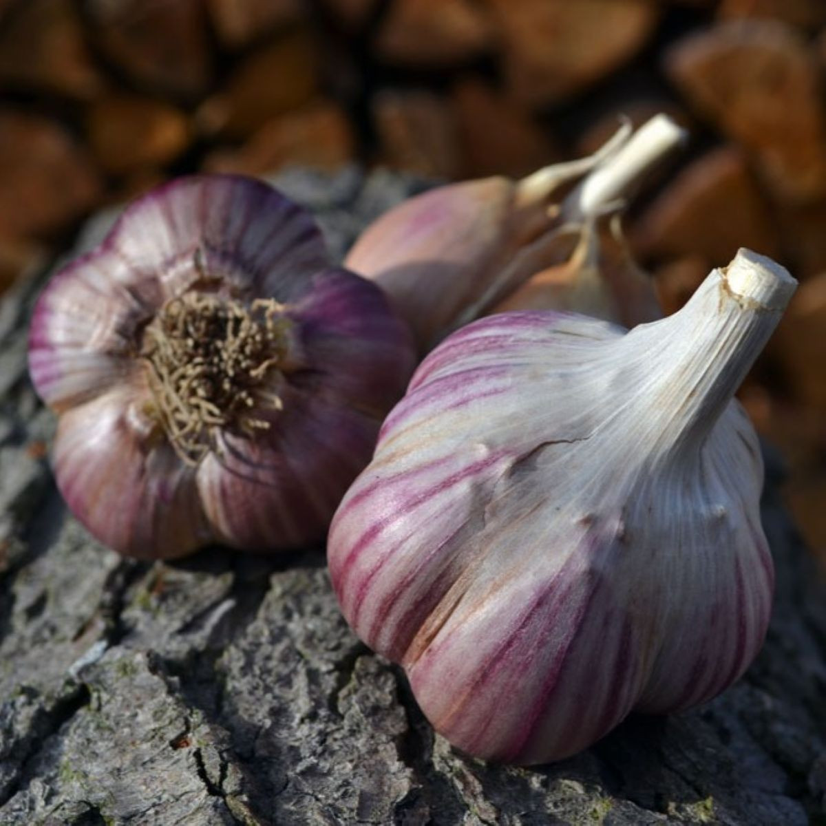 Janko ültetőhagyma – Allium sativum – keményfajta – 1 csomag