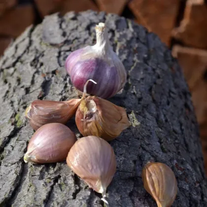 Janko ültetőhagyma – Allium sativum – keményfajta – 1 csomag