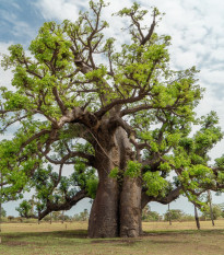 Afrikai baobab – Adansonia digitata – baobab magok – 6 db