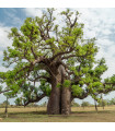 Afrikai baobab – Adansonia digitata – baobab magok – 6 db