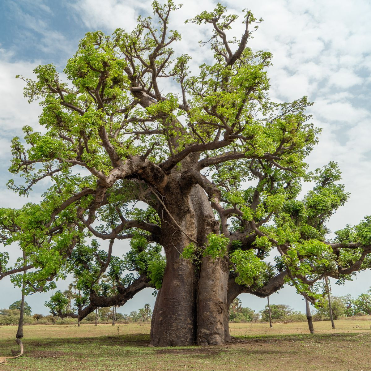 Afrikai baobab – Adansonia digitata – baobab magok – 6 db