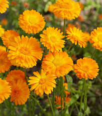 Körömvirág Orange Prinzess – Calendula officinalis – körömvirág vetőmag
