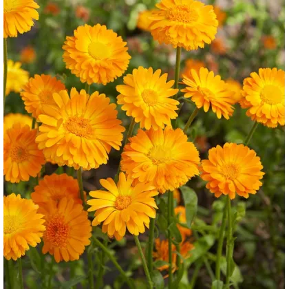 Körömvirág Orange Prinzess – Calendula officinalis – körömvirág vetőmag