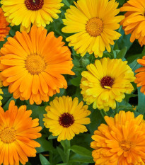 Körömvirág Fiesta Gitana – Calendula officinalis – körömvirág vetőmag