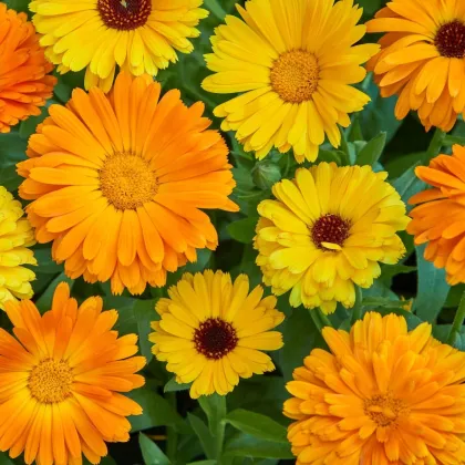 Körömvirág Fiesta Gitana – Calendula officinalis – körömvirág vetőmag