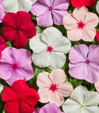 Rózsás meténg Volcano Mix F1 – Catharanthus roseus – rózsás meténg magok