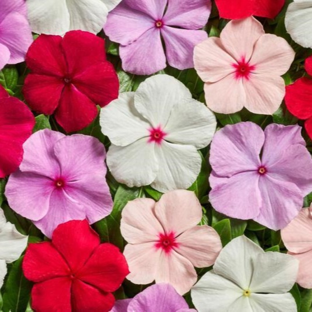 Rózsás meténg Volcano Mix F1 – Catharanthus roseus – rózsás meténg magok