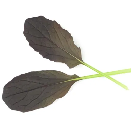 Mizuna Red Empire F1 – Brassica rapa var. japonica – mizuna magok – 400 db