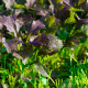 Mizuna Red Empire F1 – Brassica rapa var. japonica – mizuna magok – 400 db