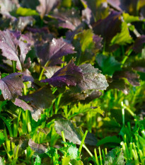 Mizuna Red Empire F1 – Brassica rapa var. japonica – mizuna magok – 400 db
