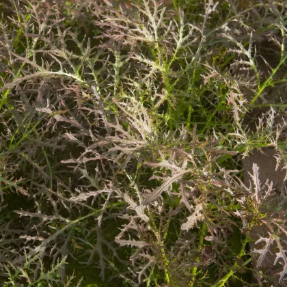 Vörös mustár Red Frills – Brassica juncea – mustármag – 300 db