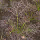 Vörös mustár Red Frills – Brassica juncea – mustármag – 300 db