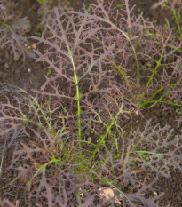 Vörös mustár Red Frills – Brassica juncea – mustármag – 300 db