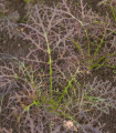 Vörös mustár Red Frills – Brassica juncea – mustármag – 300 db