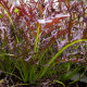 BIO Moutarde Rouge Metis mustár – Brassica juncea – bio mustármag – 100 db