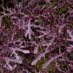 BIO Moutarde Rouge Metis mustár – Brassica juncea – bio mustármag – 100 db
