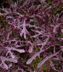 BIO Moutarde Rouge Metis mustár – Brassica juncea – bio mustármag – 100 db