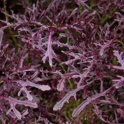 BIO Moutarde Rouge Metis mustár – Brassica juncea – bio mustármag – 100 db