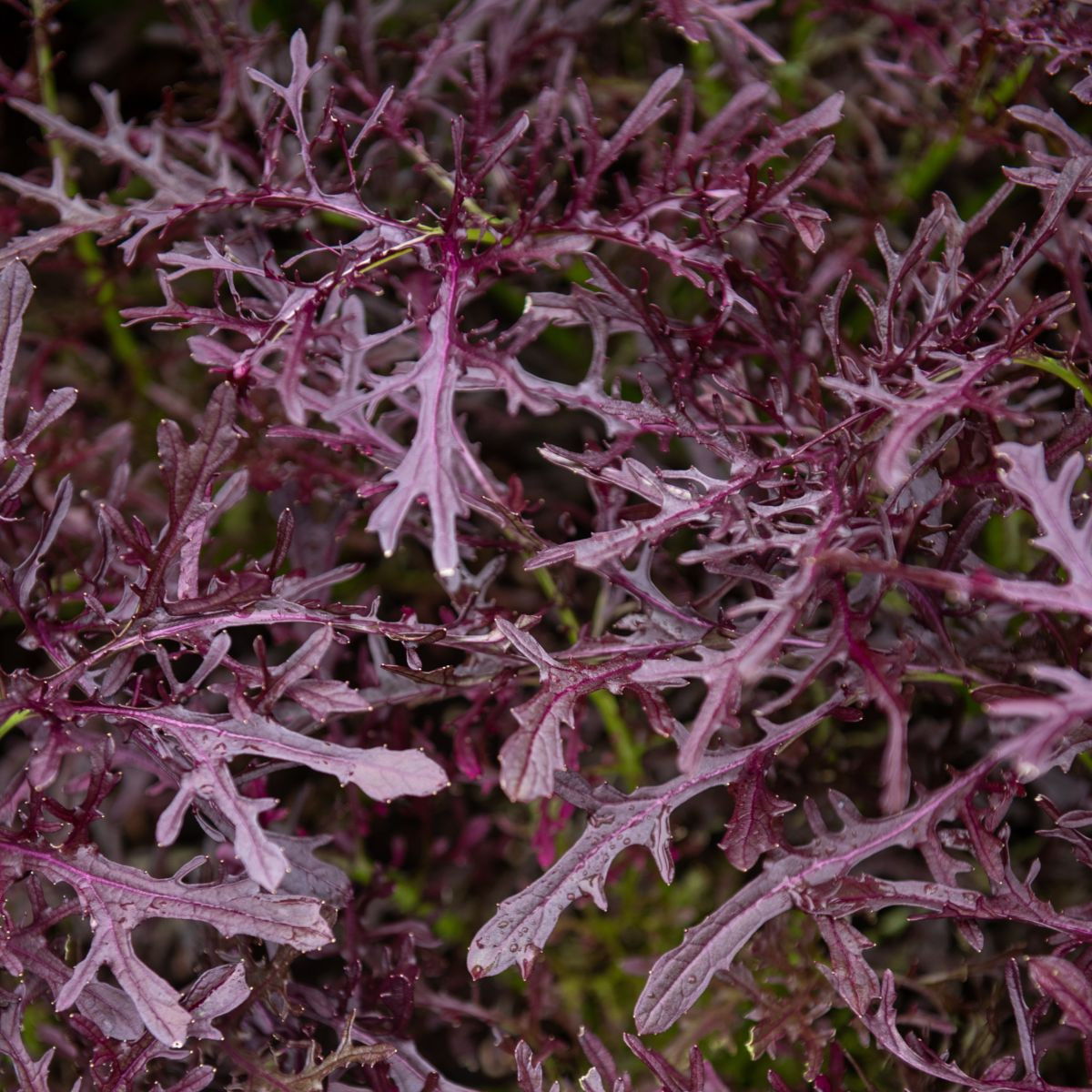 BIO Moutarde Rouge Metis mustár – Brassica juncea – bio mustármag – 100 db
