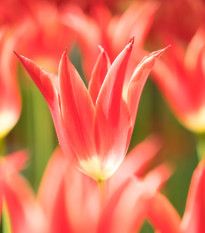 Aladdin tulipán – Tulipa – virághagymák