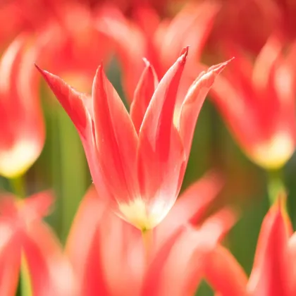 Aladdin tulipán – Tulipa – virághagymák