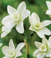 Polar Hunter nárcisz – Narcissus – nárciszhagyma