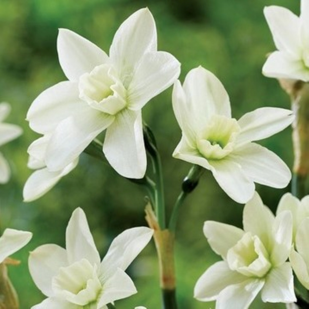 Polar Hunter nárcisz – Narcissus – nárciszhagyma