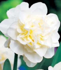 Obdam nárcisz – Narcissus – nárciszok – virághagyma