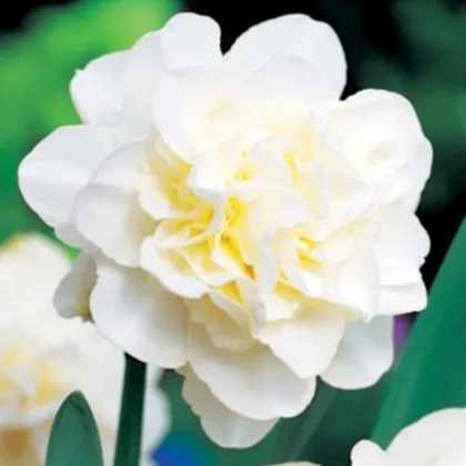 Obdam nárcisz – Narcissus – nárciszok – virághagyma