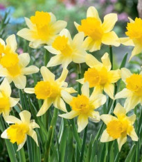 Lobularis nárcisz – Narcissus – nárciszhagymák