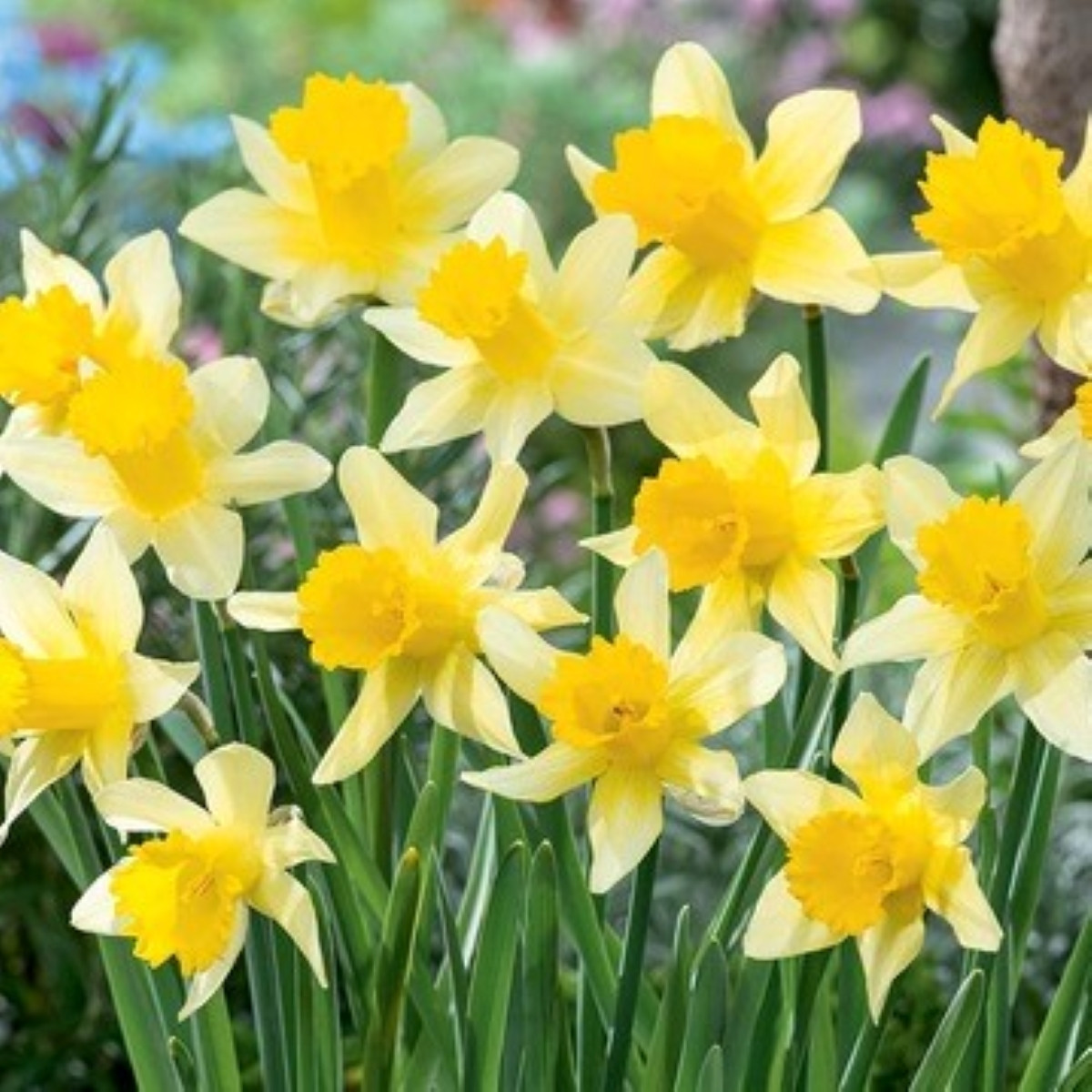 Lobularis nárcisz – Narcissus – nárciszhagymák