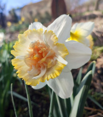 Petit Four nárcisz – Narcissus – nárciszhagymák